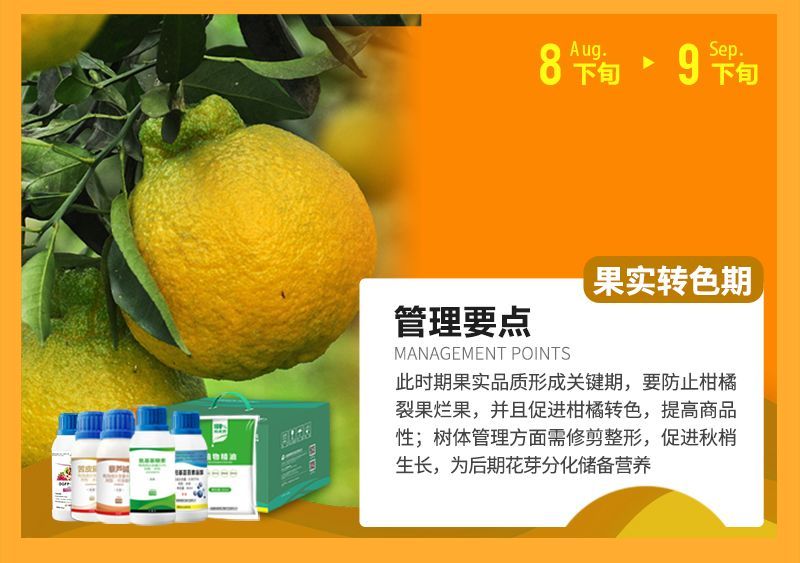 此時期果實品質形成關鍵期，要防止柑橘裂果爛果，并且促進柑橘轉色，提高商品性;樹體管理方面需修剪整形，促進秋梢生長，為后期花芽分化儲備營養