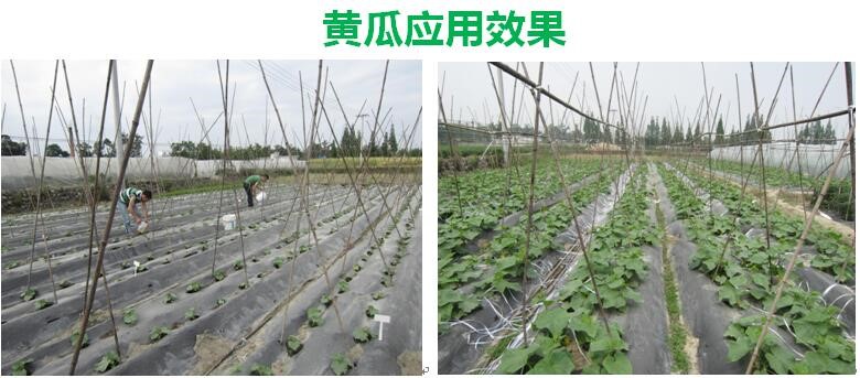 氨基寡糖素 - 植物的免疫衛(wèi)士,根結線蟲的克星