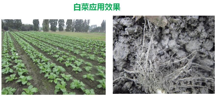 氨基寡糖素 - 植物的免疫衛(wèi)士,根結線蟲的克星