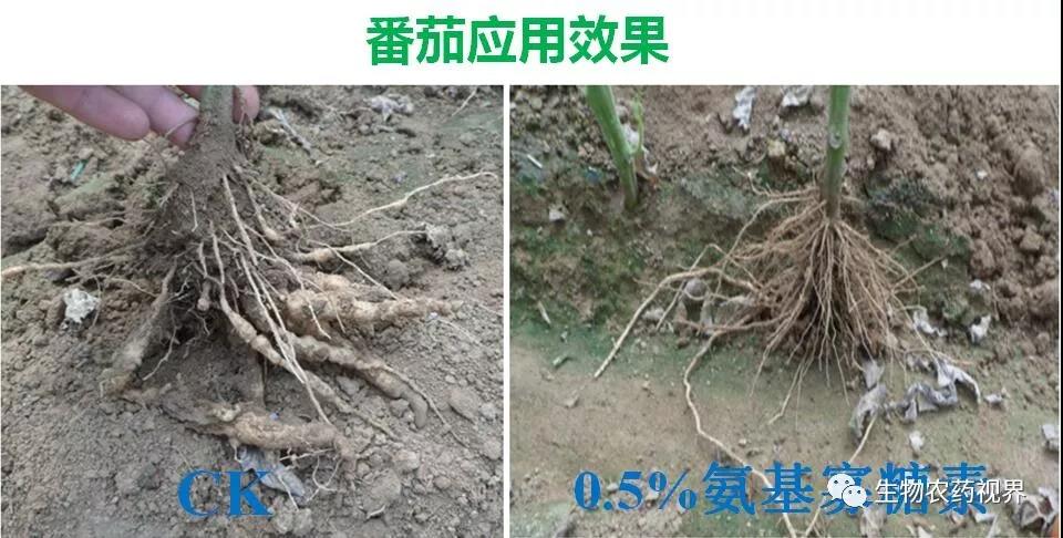 氨基寡糖素 - 植物的免疫衛(wèi)士,根結線蟲的克星